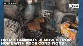 Filth, darkness and neglect': Over 30 animals rescued, man facing animal cruelty charges