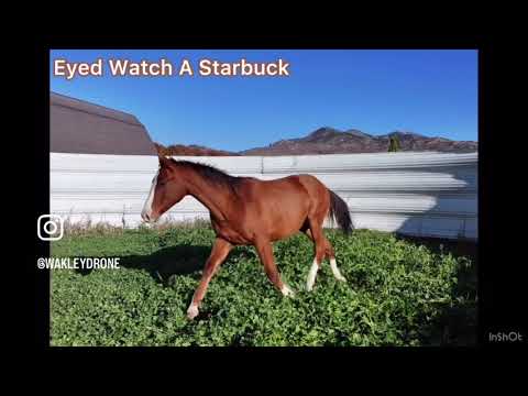 Andrus Livestock Fall Horse Sale 2025