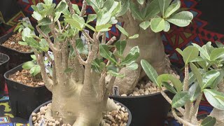 Exhibition and sale of unusually shaped plants, 