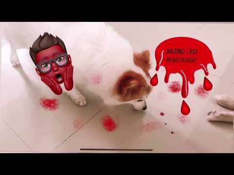 Video: Kitaran Menstruasi Anjing: Adakah Anjing Mempunyai Period Dan Menopaus?