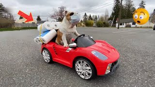 Fast and Furious Dogs 🐾😅 || Funny Animal Videos 2023 by All Dogs 8,852 views 9 months ago 19 minutes