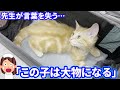 【衝撃】注射を打たれた事に気づかない子猫