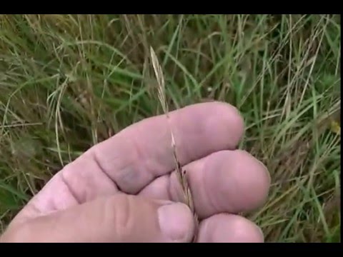 Video: Čo je námeľová huba: Kde sa nachádza námeľová huba a ako jej predchádzať