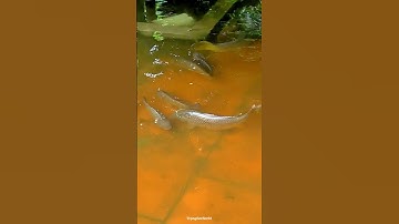 NƯỚC LŨ DÂNG CAO LÀM CÁ RÔ PHI RA NGOÀI RƠI VÀO TẬN NHÀ NGƯỜI DÂN