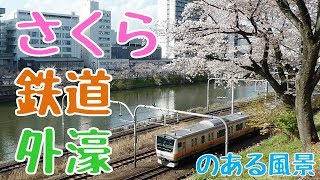 桜と外濠と鉄道と。桜が開花しました！（2019年3月春）【JR中央・総武線（市ヶ谷－飯田橋間）】 Tokyo Sakura - cherry-blossom - viewing