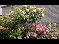 Кустовые розы: виды, форма, обрезка и формирование куста. (Вестерленд, Розариум Ютерзен, Алхимист)