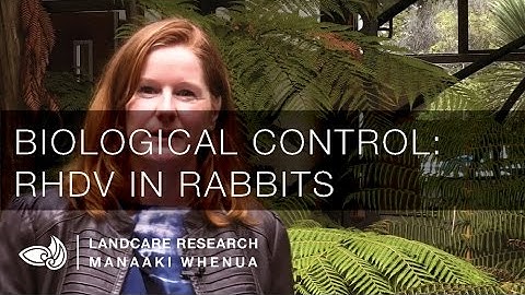 Optimal release strategies to maximise biological control: RHDV in rabbits