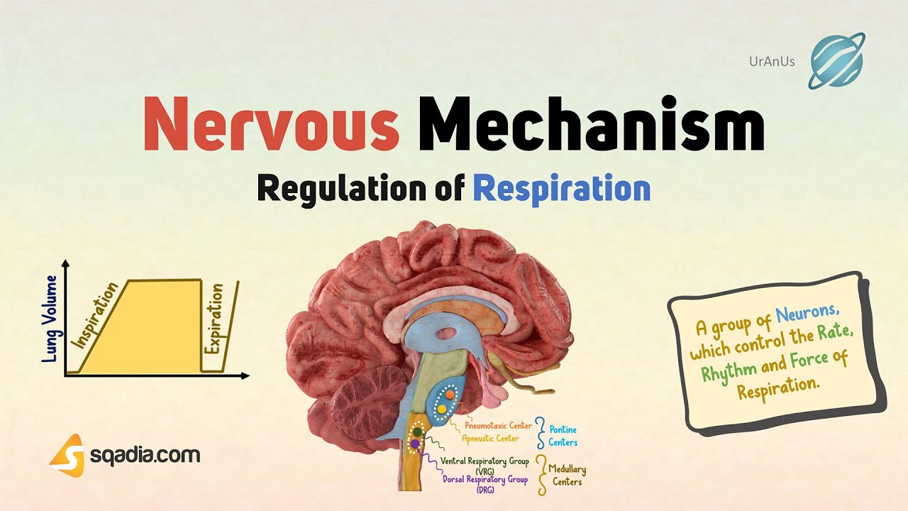 Regulation of Respiration | Nervous Mechanism