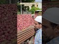 #आजचेकांदाबाजारभाव #कांदा #todayonion #gangapur #vegetableprices #farming #streetfood #royalशेतकरी