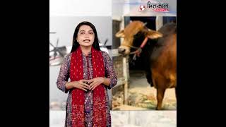 বিমানে ঢাকায় আসছেন দক্ষ কসাইরা | Dinkal Digital News Update
