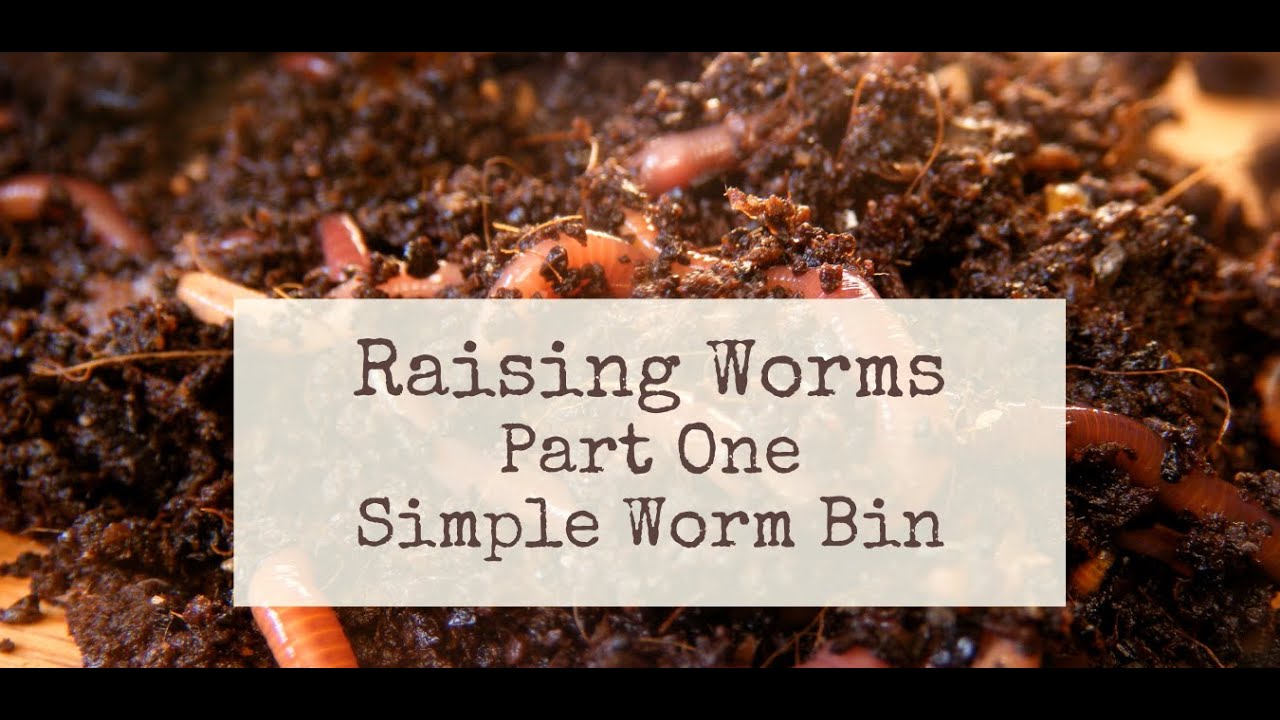 Part 1 How to create a simple worm bin Frugal and Fun
