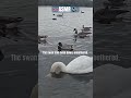 The most calming lake in Britain 🦢💧 #asmr #shorts #swan #dissapear #uk