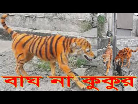 ভিডিও: কুকুর রঙ অন্ধ? কুকুর রঙ দৃষ্টি এর উদাহরণ