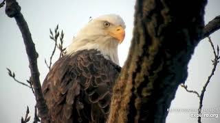 Decorah Bald Eagles - The Sunset, Mum Decorah and DM2. 27 Oct 2020 screenshot 2