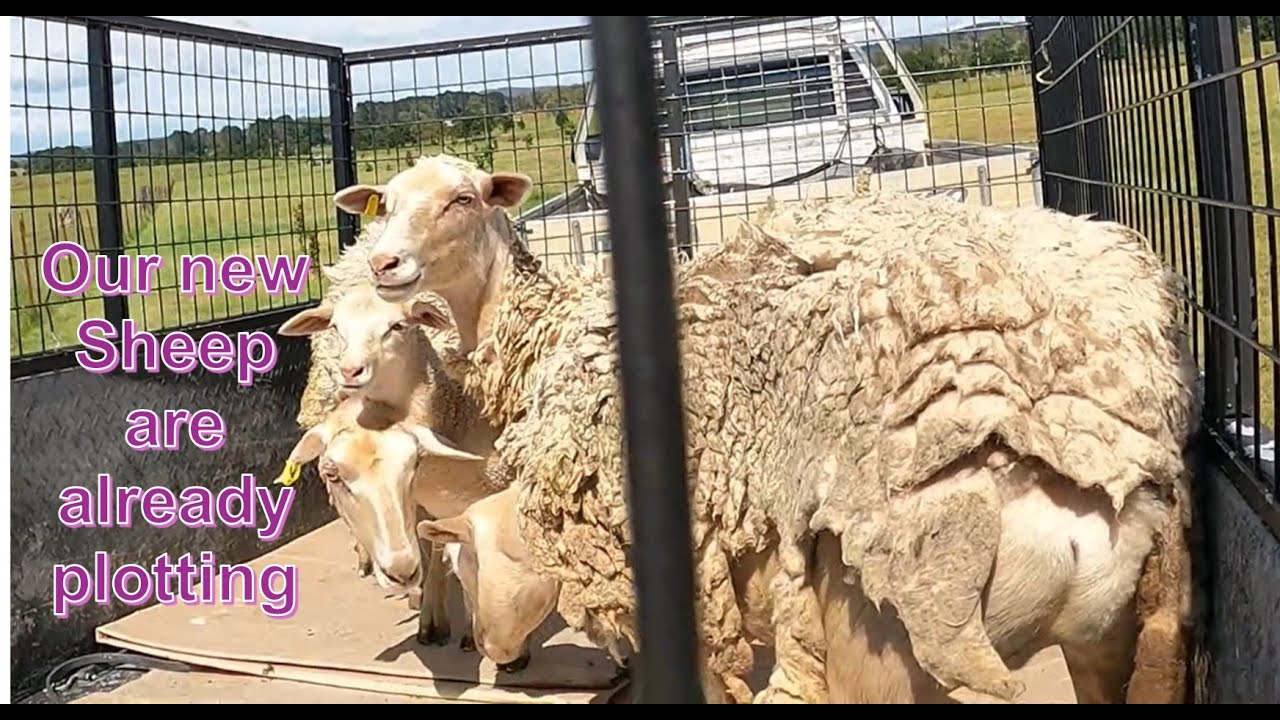 We got sheep - But they are not what we expected!