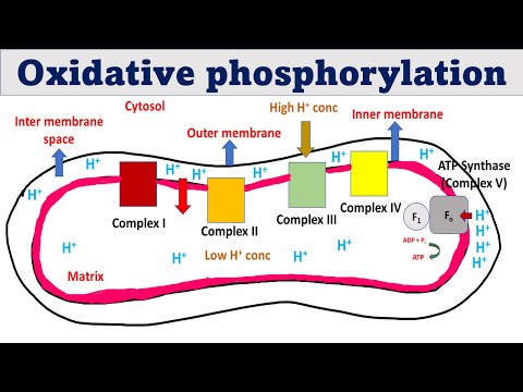 Video: Kde v mitochondriích probíhá oxidativní fosforylace?