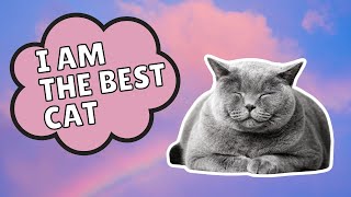 Positive Affirmations For Cats | I AM THE BEST CAT screenshot 4