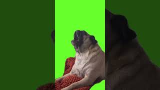 Dog #dog #dogcry #dogcrying #smile #shortsvideo #greenscreen #greenscreenvideo #shorts