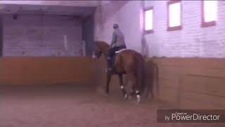 Клип про конный спорт🏇