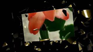 Status WA kata bijak Ali bin Abi Thalib