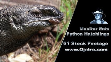 Monitor Eats Python Hatchlings 01 Stock Footage