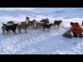 Greenland. Dogs. の動画、YouTube動画。