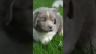 Newfoundland Puppies… #newf #newfoundland #newfoundlanddog #newfie #newfies #puppies