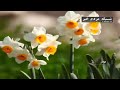 ایران زیبا برداشت گل نرگس ایران زیبا برداشت گل نرگس