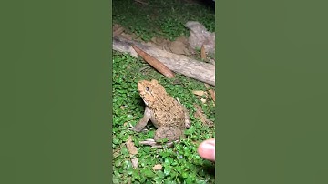 Funny frogs Catching |Wep wep catching frogs funny | boing catch frogs make you laugh #shorts #funny