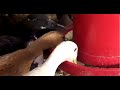 ¿Cómo mejorar la alimentación de los patos? - La Finca de Hoy