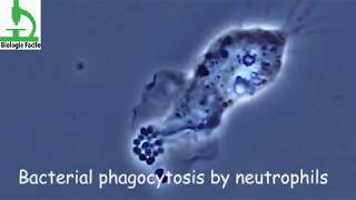 Amazing video : Bacterial Phagocytosis by Macrophages and Neutrophils