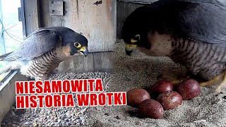 Sokoły z Lublina. Historia Wrotki i Czarta