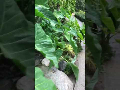 صدای زیبای پای آب است