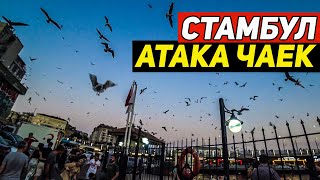 Чайки Взбесились В Стамбуле