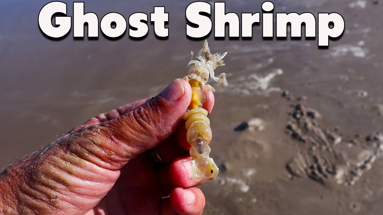 GHOST SHRIMP for bait surf fishing YouTube