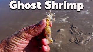 Ghost Shrimp For Bait Surf Fishing
