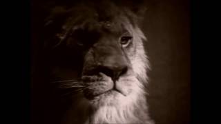 XTC - King for a Day (Lion Version)