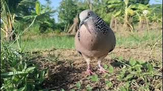 Mồi Đất Cu Gáy Đấu Bổi Cực Hay/ Cu Gáy Mồi Kích Bổi Nhanh Nổi Cực Mạnh 🔥