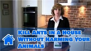 All About Bugs & Pests : How to Kill Ants in a House Without Harming Your Animals