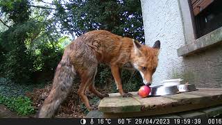 Wildcam 004 Fox gets some food 29 04 2023