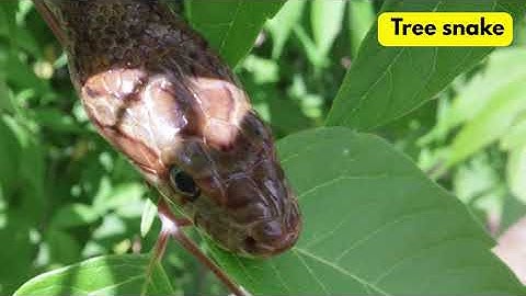 Snake Names for Kids | Learn 20 Types of Snakes in English | Preschool & Toddler Learning Video