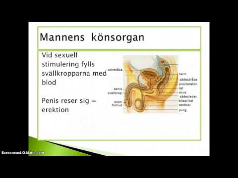 Video: Manliga Genitaliabilder, Anatomi & Diagram - Kroppskartor