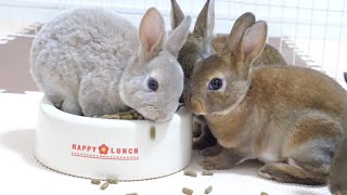 Baby rabbits jumping on the dishes and vigorously eating their food.