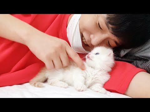 Meet My New Munchikin Kitten In My New Home // 새로운 집에 아기 고양이를 입양했어요!