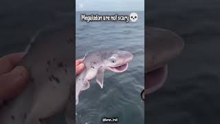 baby shark #funny #shark #ocean