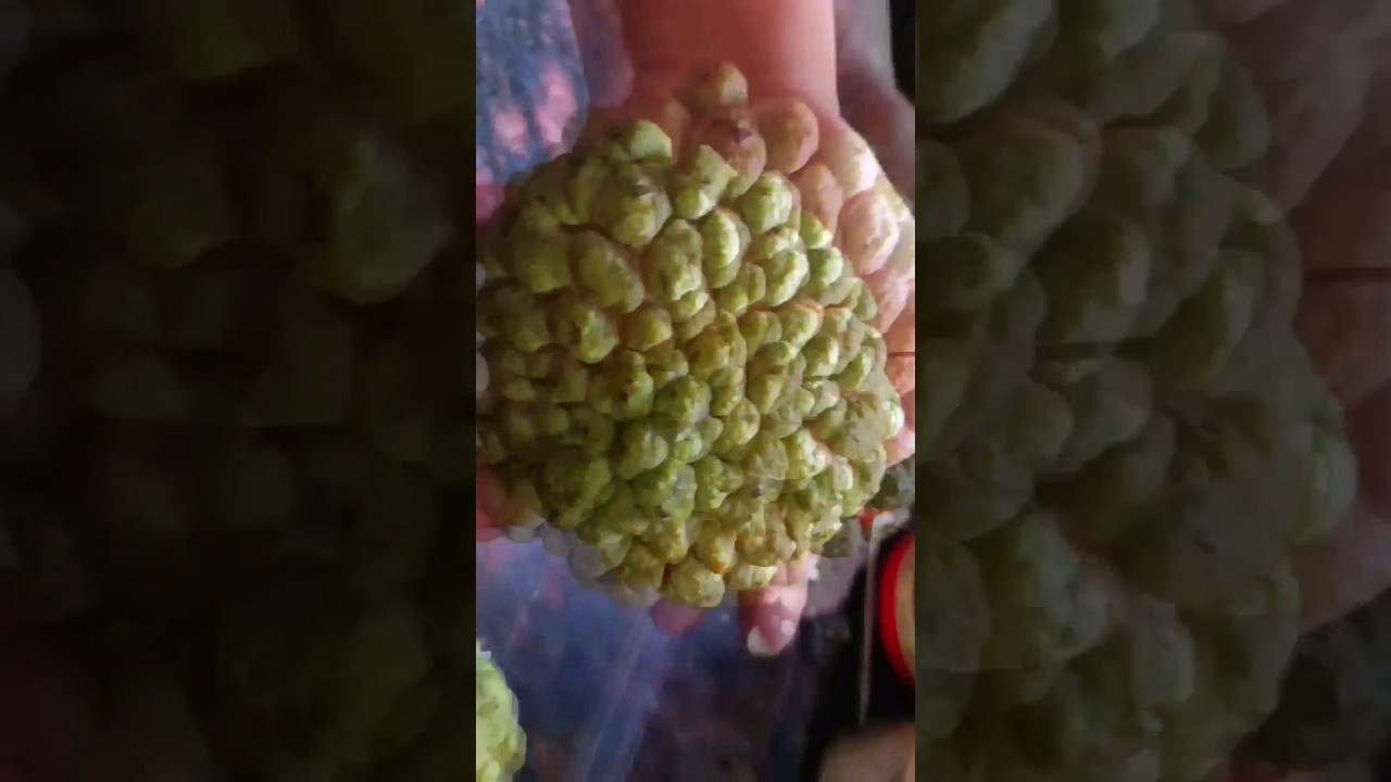 How to remove seeds from custard apple easily 🍎 🍏 