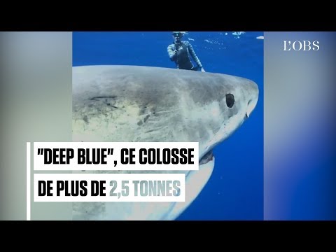 Voici le plus grand requin blanc jamais filmé