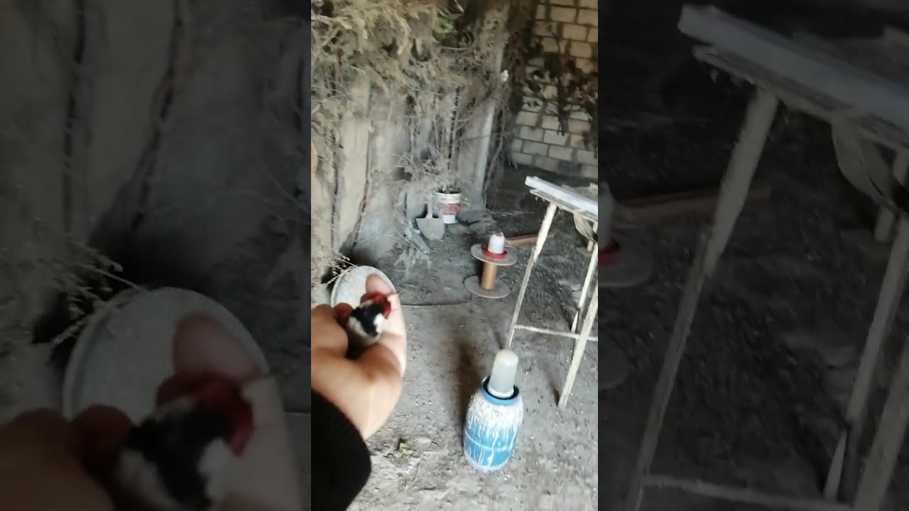 إطلاق حسون ذكور 2 ذق بيضة  في سلاكة  اليوم