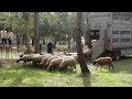 Landes : réintroduction de brebis en forêt à Soustons