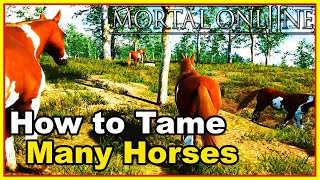 How to Tame Multiple Horses at the Same Time in Mortal Online 2 + Easy Gold, Clades XP and Standing